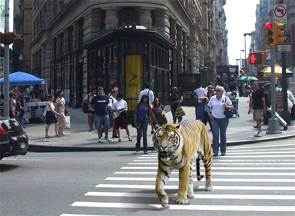 Tiger in New York