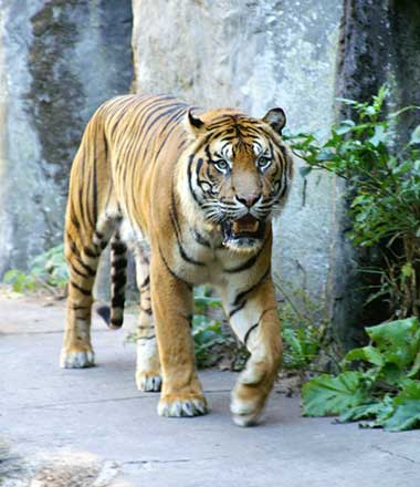 tiger