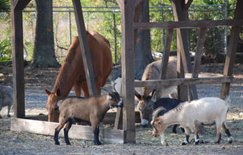 animals