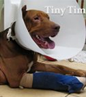 Tim